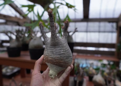 パキポディウム　グラキリス　Pachypodium gracilius　抜き苗　№172