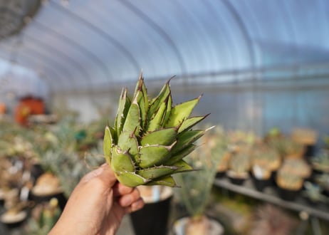 ×agave titanota 剣竜　No.7