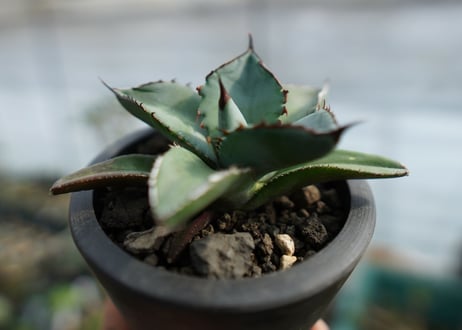 アガベ　チタノタ　ブルー　Agave Titanota Blue　No.1