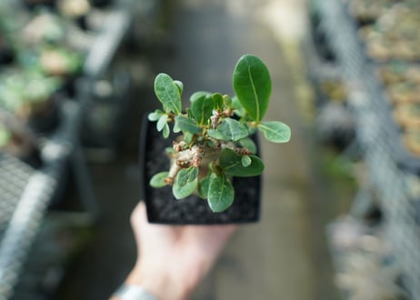 アデニウム　Adenium　No.9