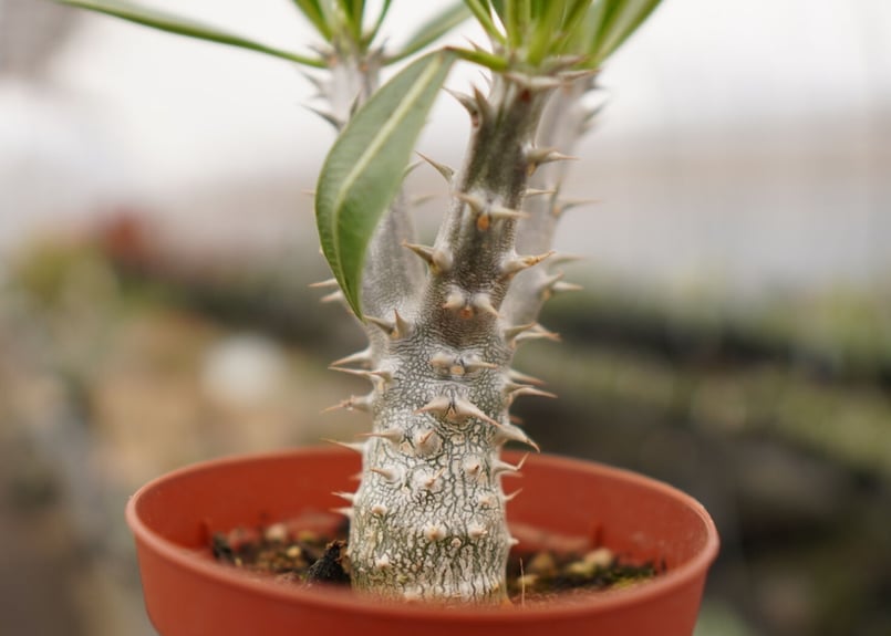 パキポディウム デンシフローラム 大 A NO.5 | mana's farm:塊根植物