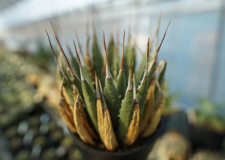 アガベ　ユタエンシス　Agave uthaensis　No.2