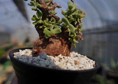 ケラリア ピグマエア Ceraria pygmaea  No.2