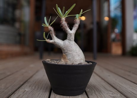 パキポディウム　グラキリス　 Pachypodium Gracilius
