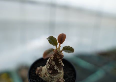 ドルステニア フォエチダ Dorstenia foetida　No.3