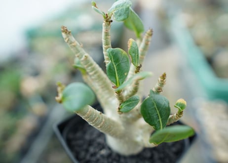 アデニウム　Adenium　No.3
