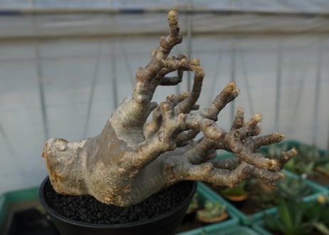 パキポディウム　グラキリス　Pachypodium Gracilius　No.1