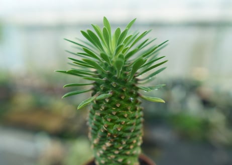ユーフォルビア　ソテツキリン "パイナップルコーン"　Euphorbia sotetsukirin  No.9