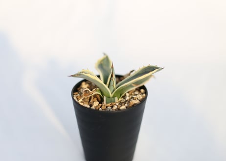 Agave クリームスパイク