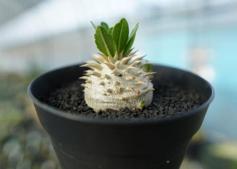 パキポディウム　恵比寿大黒　Pachypodium Densicaule　No.8