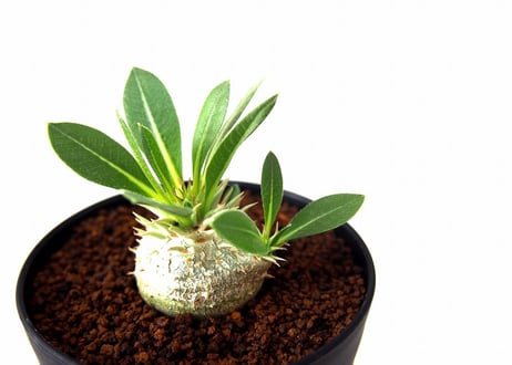 パキポディウム エブレネウム　Pachypodium eburneum