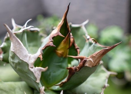 Agave White flame B 白火焔  NO.3