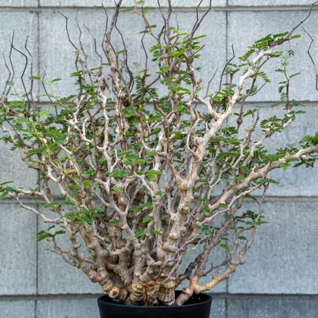 meridionalis | STORES