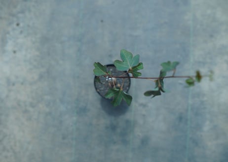 アデニア　イサロエンシス　Adenia isaloensis
