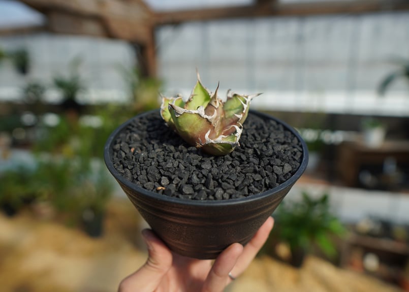 アガベ チタノタ シーザー | mana's farm:塊根植物・アガベ・ドライ