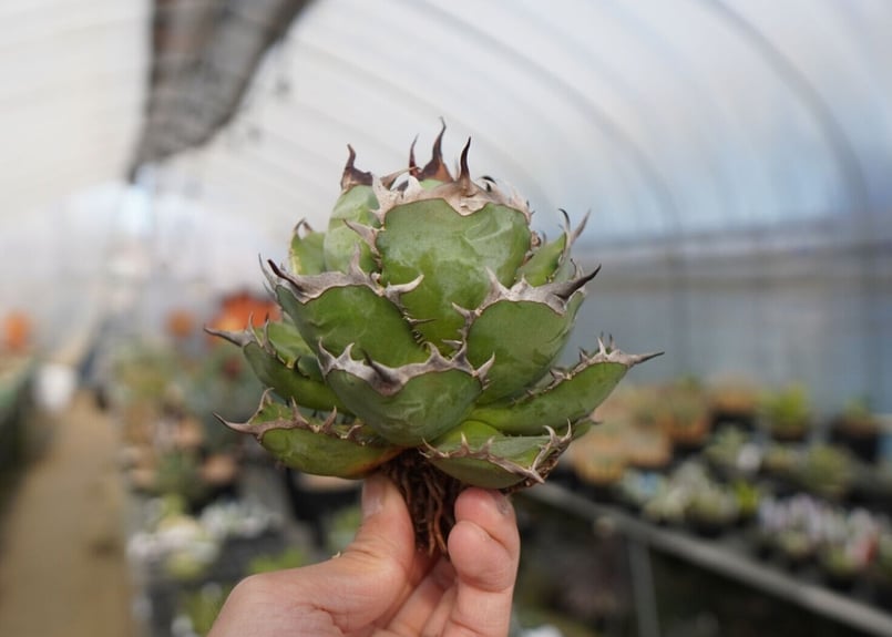 Agave \"迦梨女神\" valiem鉢込み SALE | KOBE AGAVE SHOP Agave 