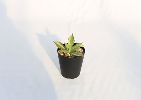Agave 楊貴妃