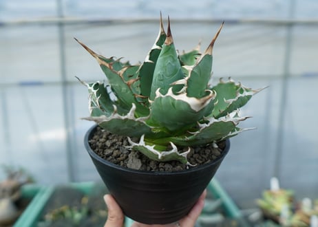 アガベ　チタノタ　FO-76　agave titanota  FO-76 No.3