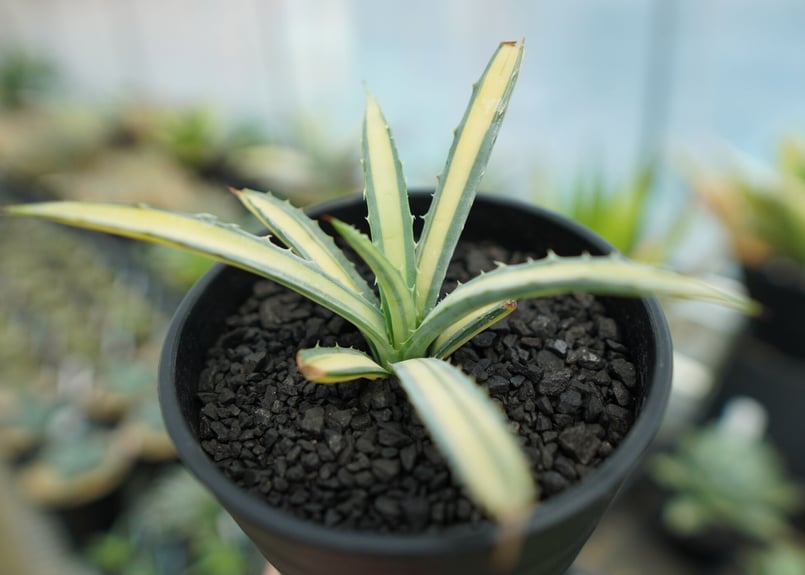 アガベ マクロアカンサ錦 Agave macroacantha variegata NO.2