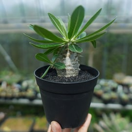 人気の恵比寿大黒と個性的なマカイエンセをアップします。 | mana's