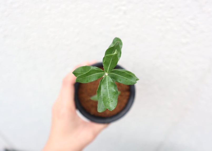 フォッケア・エデュリス 火星人 | mana's green:塊根植物販売
