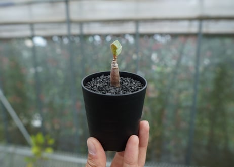 アデニウム　Adenium  No.6