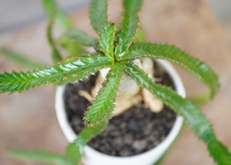 Euphorbia stellata