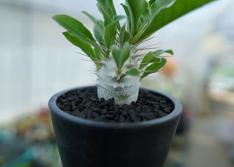 パキポディウム　サンデルシー　Pachypodeium saundersii  No.1