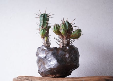 Euphorbia Ferox