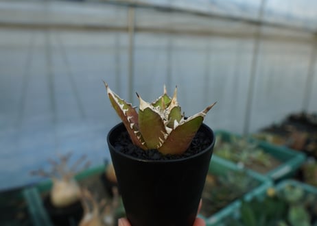 アガベ　チタノタ　レッドキャットウィーズル　Agave titanota Red catweezle