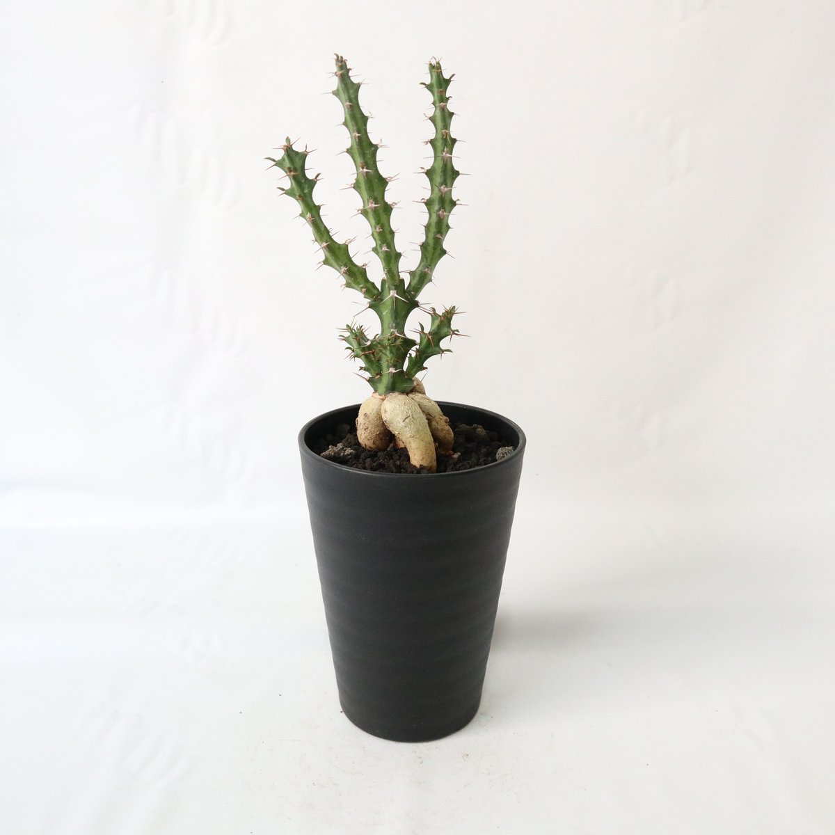 ユーフォルビア・クンチー | mana's farm:塊根植物・アガベ・ドライ