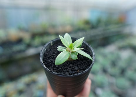 パキポディウム　恵比寿笑い　Pachypodium brevicaule　No.10
