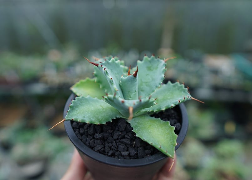 アガベ イシスメンシス Agave Isthmensis No.1 | mana's farm
