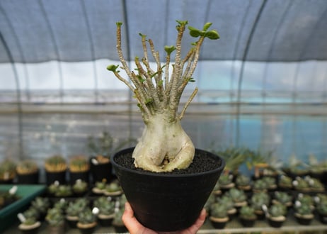アデニウム　Adenium　No.8