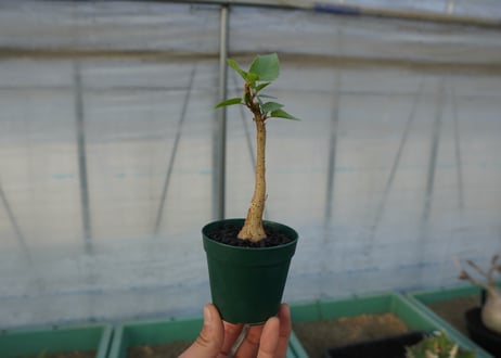 フィカス パルメリー Ficus palmeri  No.1