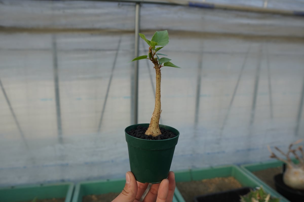 フィカス パルメリー Ficus palmeri No.1 | mana's farm:塊根