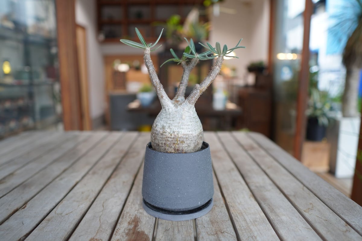 パキポディウム グラキリス Pachypodium gracilius ① CATEGORY Pachypodium gracilius(パキポディウム グラキリス) |