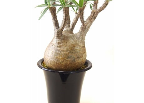 パキポディウム グラキリス Pachypodium Gracilius №1