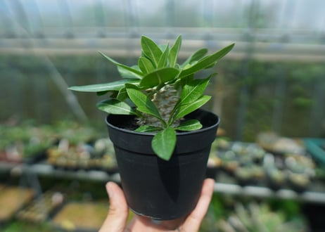 パキポディウム　恵比寿大黒　Pachypodium Densicaule　No.6