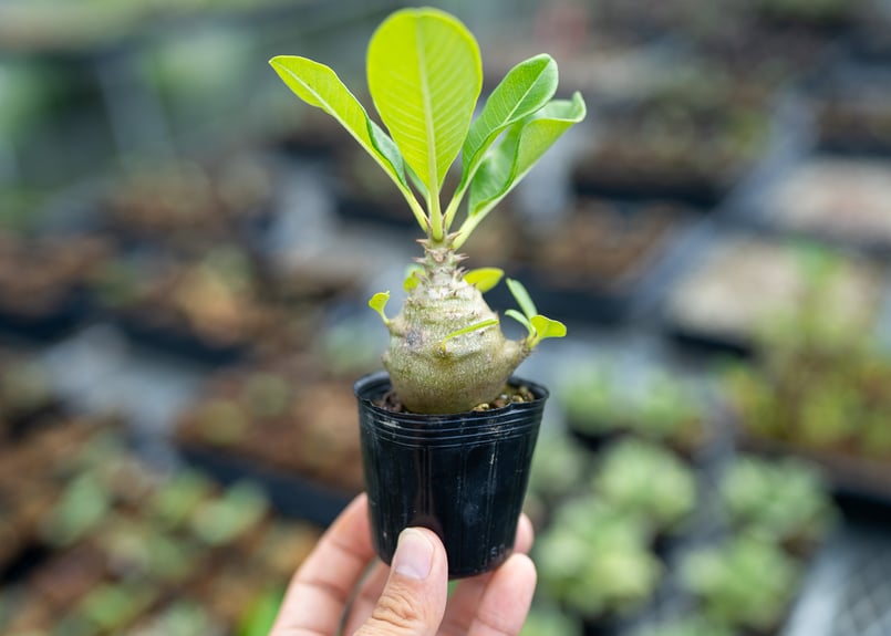 パキポディウム ウィンゾリー 沖縄実生 | mana's farm:塊根植物