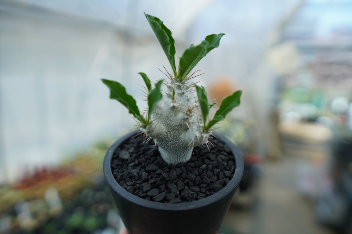 パキポディウム・サンデルシー （ Pachypodium saundersii ） パキポディウム サンデルシー Pachypodeium saundersii No.5 |
