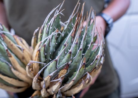 Agave uthaensis  NO.12