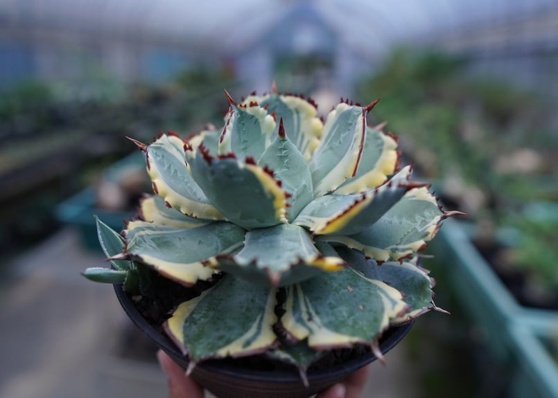 アガベ 兜蟹錦 連棘 Agave isthmensis “Kabutogani” varieg...