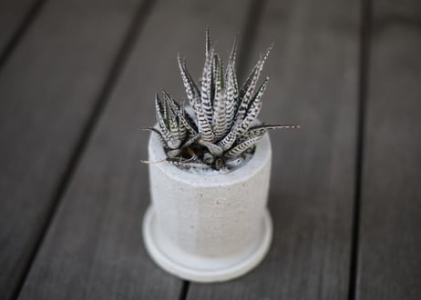 ハオルチア十二の巻 Haworthia fasciata