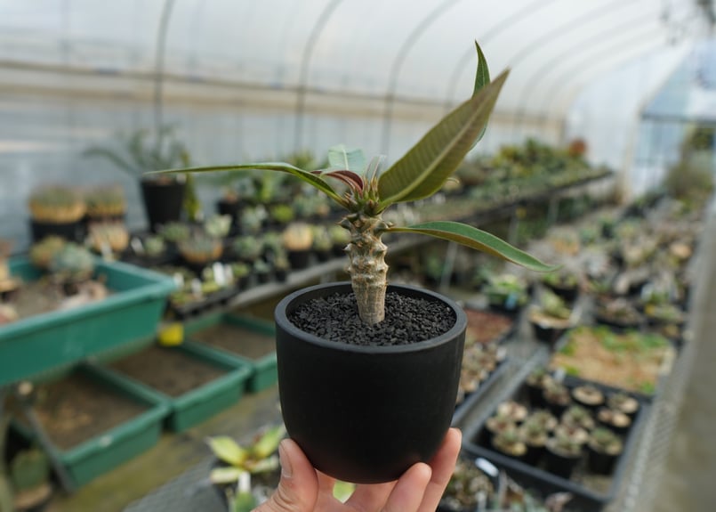 パキポディウム バロニー Pachypodium baronii No.1 | mana's
