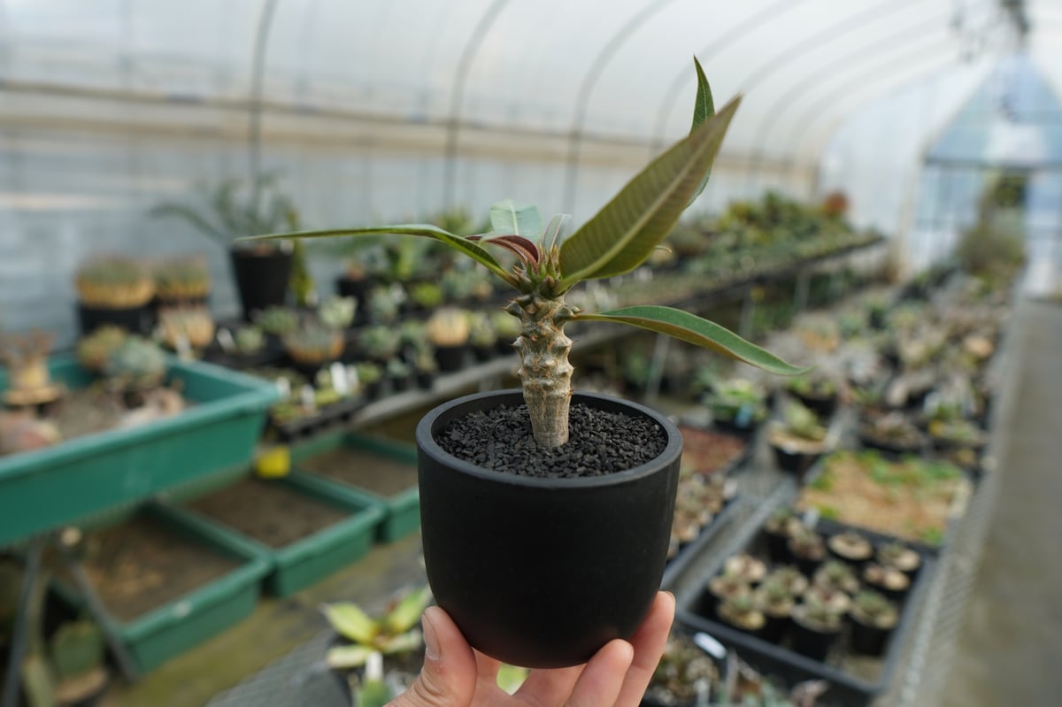 パキポディウム バロニー Pachypodium baronii No.1 | mana's