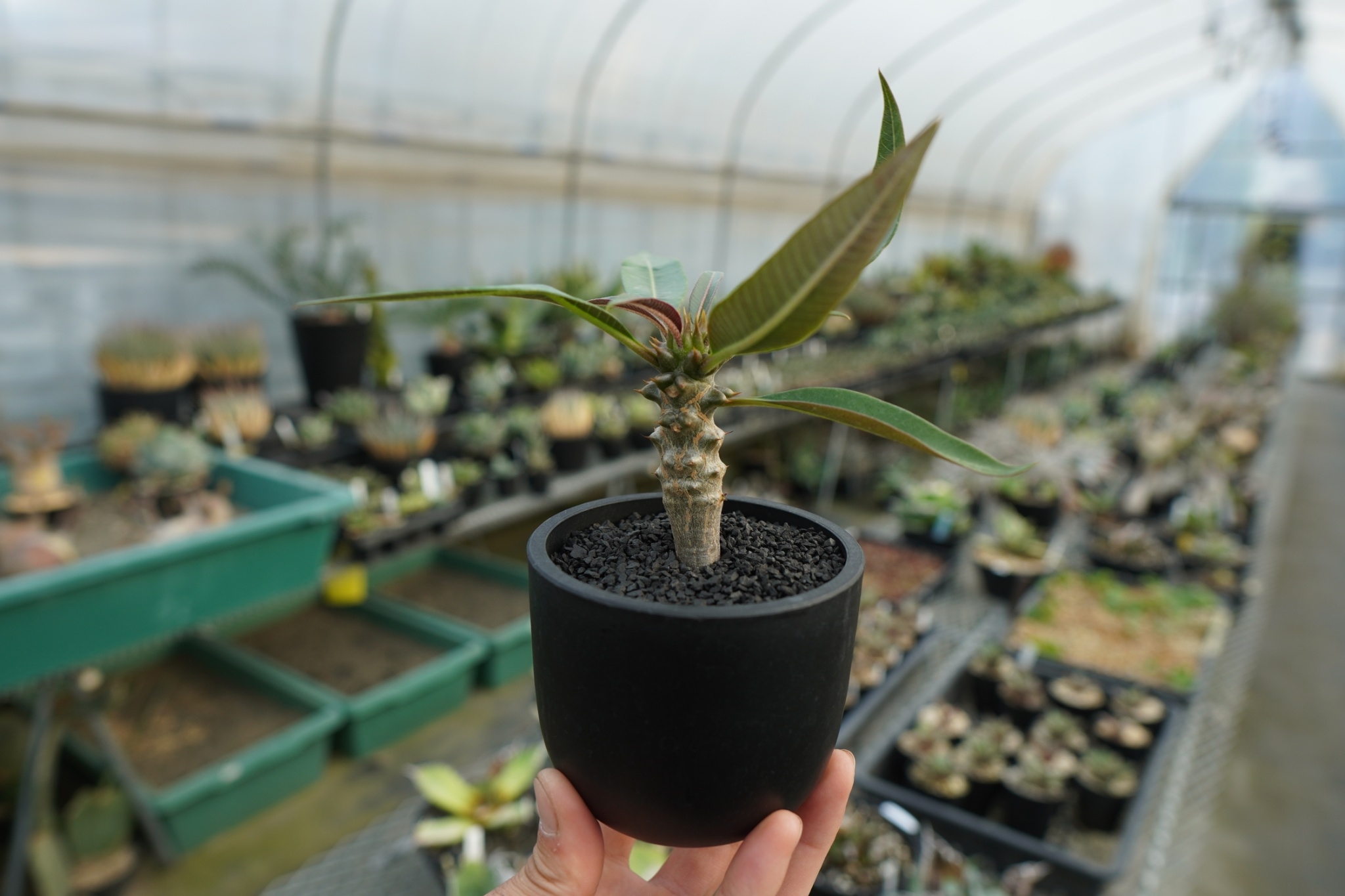 パキポディウム バロニー Pachypodium baronii No.1 | mana's