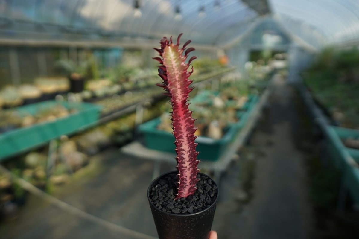 ユーフォルビア 紅彩雲閣 Euphorbia trigona f. rubra No.3 | ...