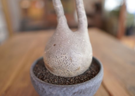 パキポディウム　グラキリス　 Pachypodium Gracilius