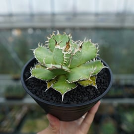 カイマン　アガベ tsubasa__.m | ⁡ Agave titanota 